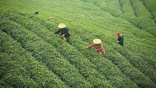 五彩湘茶4.webp.jpg