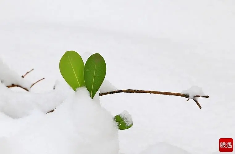 u=4123620564,759633982&fm=253&fmt=auto&app=138&f=JPEG.webp.jpg